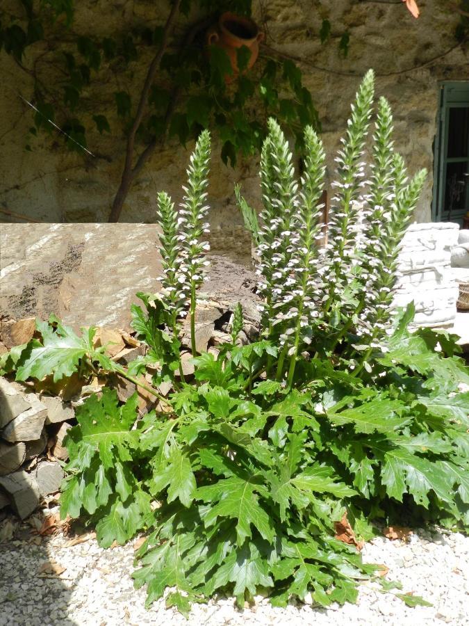 Les Acanthes Lauris Exterior photo